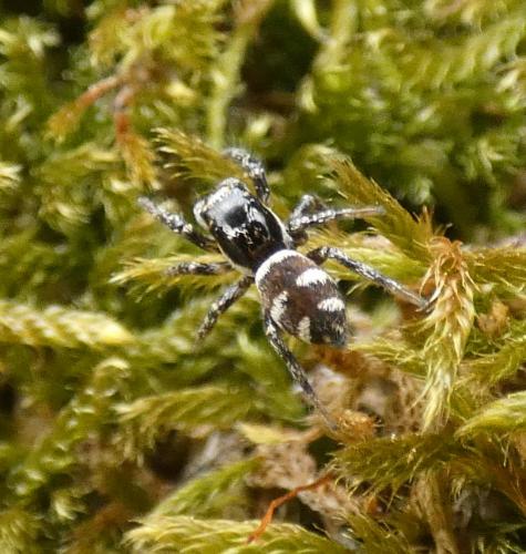 Salticus scenicus